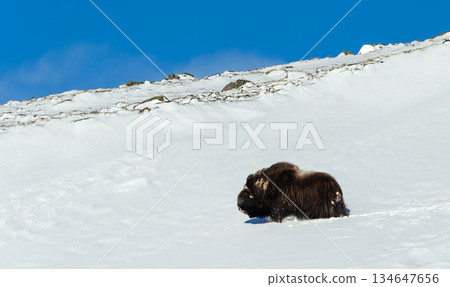 Musk ox walking in snowy winter landscape Musk ox walking in snowy winter landscape 134647656