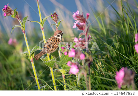 Eurasian Tree Sparrow perched on pink campion wildflowers 134647658