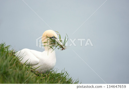 Northern Gannet gathering grass for nest on grassy cliff top Northern Gannet gathering grass for nest on grassy cliff top 134647659