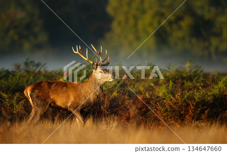 Red deer stag standing in a misty meadow at sunrise Red deer stag standing in a misty meadow at sunrise 134647660
