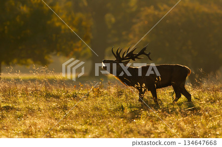Red deer stag roaring or bellowing at golden sunrise during rutting season in autumn Red deer stag roaring or bellowing at golden sunrise during rutting season in autumn 134647668