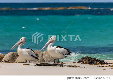 Two Pelicans together standing on a sandy beach in Tasmania, Australia Two Pelicans together standing on a sandy beach in Tasmania, Australia 134648047