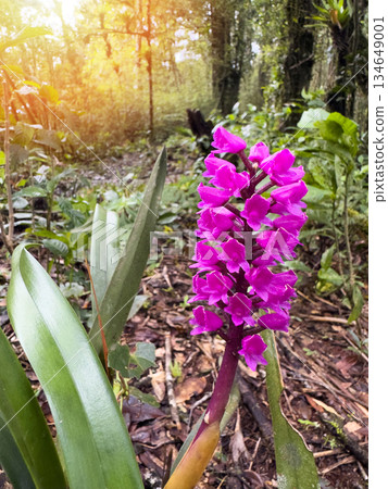 Purple orchid grows in green forest under warm sunlight Purple orchid grows in green forest under warm sunlight 134649001
