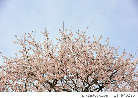 盛開的櫻花在藍天蔓延 134649289