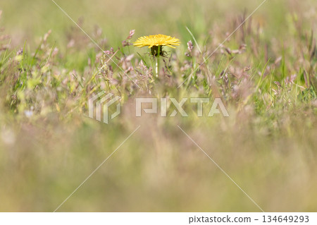 春日草地上，蒲公英盛開 134649293