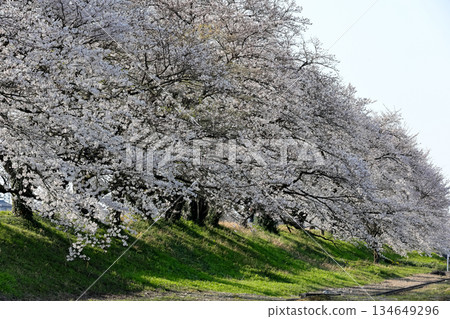 堤岸兩旁櫻花盛開 134649296