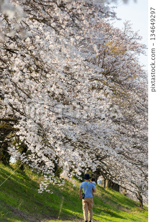 父子沿著一排櫻花樹漫步_直式版 134649297