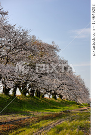 藍天下排列的櫻花樹_vertical 134649298