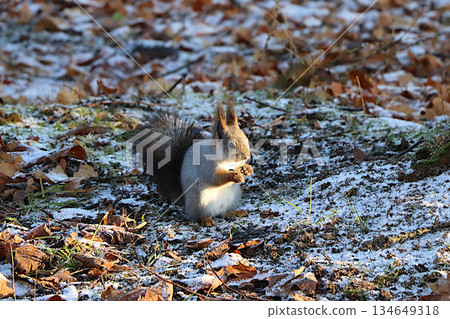 Funny, cute squirrel eats nuts on the first winter blanket of fallen leaves. People in parks help squirrels survive the harsh winter cold by leaving treats of nuts and seeds in the forest. 134649318