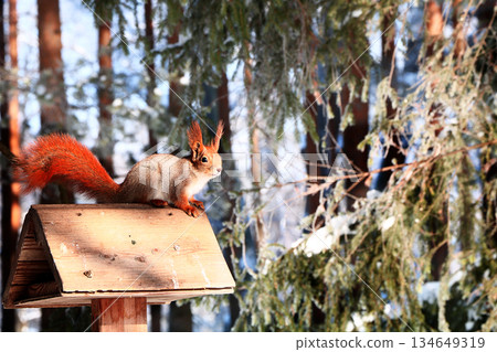 A cute, cuddly squirrel sits on a feeding trough in a snowy winter forest. People in parks help squirrels survive the harsh winter by leaving treats of nuts and seeds in the forest. 134649319
