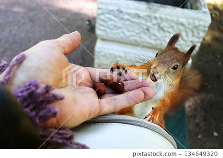 A cute, fluffy squirrel eats nuts right from a person's hand. People in parks help squirrels survive the harsh winter by leaving treats of nuts and seeds in the forest. 134649320