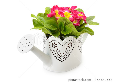 Decorative white watering can with blooming primrose plant isolated on white background 134649338
