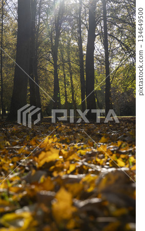 maple foliage in autumn , big changes in the forest on maple trees in autumn, the sun shines through the trees and shines through the yellow foliage 134649500