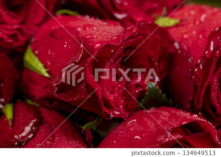 red rose flowers covered with drops of water in a gift bouquet, a large number of wet red roses collected in a bouquet for giving red rose flowers covered with drops of water in a gift bouquet, a large number of wet red roses collected in a bouquet for giving 134649513
