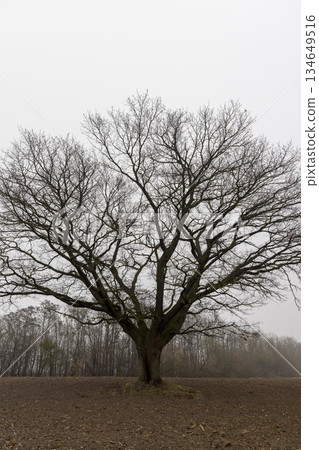 an old oak tree without leaves in the autumn season against the background of a gray sky in cloudy weather, autumn nature and the silhouette of an oak tree not illuminated by sunlight an old oak tree without leaves in the autumn season against the background of a gray sky in cloudy weather, autumn nature and the silhouette of an oak tree not illuminated by sunlight 134649516