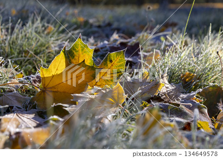 beautiful yellow maple foliage covered with frost after night frosts on the green grass in the frost, in the park in the autumn season with green grass and yellow maple foliage in the frost in the beautiful yellow maple foliage covered with frost after night frosts on the green grass in the frost, in the park in the autumn season with green grass and yellow maple foliage in the frost in the 134649578