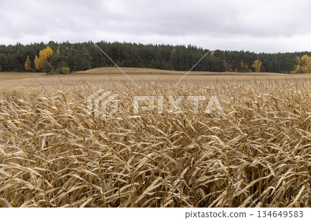 yellow corn in an agricultural field in the autumn of the year in cloudy weather, a whole field with yellow corn that is ripe and ready for harvesting, windy weather 134649583
