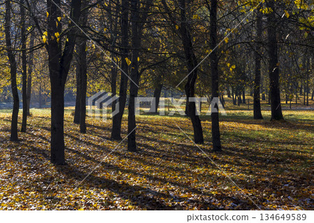 end of October with falling leaves and trees partially with yellow and orange foliage during the fall of leaves, beautiful autumn nature in the park end of October with falling leaves and trees partially with yellow and orange foliage during the fall of leaves, beautiful autumn nature in the park 134649589