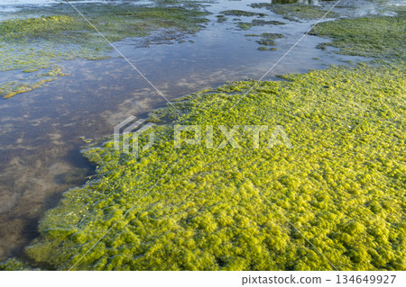 overgrown sandbars on the Dismal River in Nebraska Sandhills at Nebraska National Forest 134649927