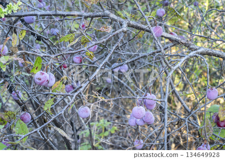 wild plum (Prunus americana) shrub with fruits on a shore of the DIsmal RIver in Nebraska Sandhills, late summer scenery 134649928