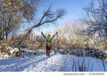 hiker with trekking poles is enjoying winter landscape of a riparian forest along the Poudre River in Colorado hiker with trekking poles is enjoying winter landscape of a riparian forest along the Poudre River in Colorado 134649950