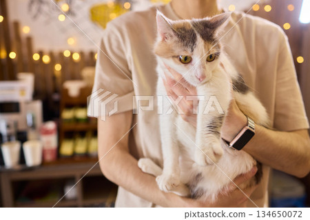 A Charming Cat, Comfortably Held in Hands, Showcasing Its Striking Eyes 134650072