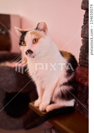 A curious cat playfully peeking over a cozy blanket in a warm, comfortable home 134650074