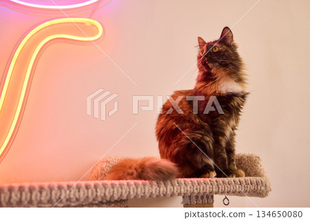 A curious cat playfully peeking over a cozy blanket in a warm, comfortable home 134650080