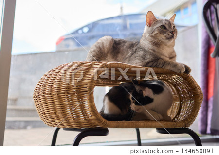 Playful Cats in a Cozy Setting Filled with Joyful Atmosphere and Amusement Awaits Playful Cats in a Cozy Setting Filled with Joyful Atmosphere and Amusement Awaits 134650091