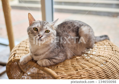 Playful Cats in a Cozy Setting Filled with Joyful Atmosphere and Amusement Awaits Playful Cats in a Cozy Setting Filled with Joyful Atmosphere and Amusement Awaits 134650098