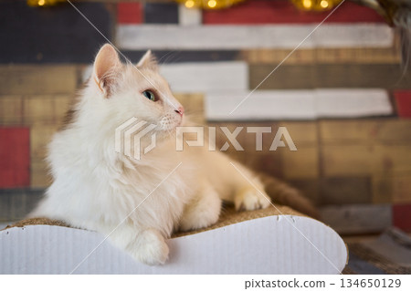 Felidae scratching wood wall, carnivore pet supply with whiskers and snout 134650129