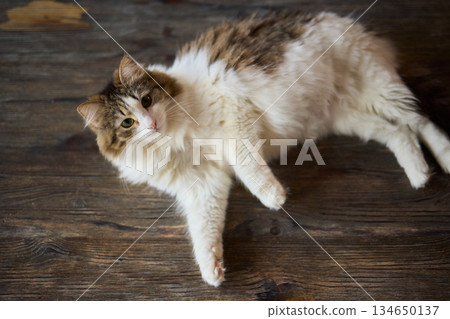 A Cute Cat lounging comfortably in a Bright and inviting Living Room filled with light 134650137