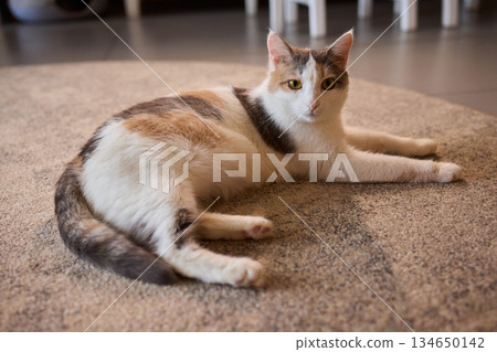 A Wonderful Gathering of Adorable Cats Happening in a Cozy Indoor Space Atmosphere A Wonderful Gathering of Adorable Cats Happening in a Cozy Indoor Space Atmosphere 134650142