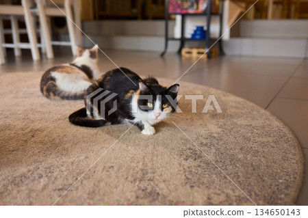 A Wonderful Gathering of Adorable Cats Happening in a Cozy Indoor Space Atmosphere A Wonderful Gathering of Adorable Cats Happening in a Cozy Indoor Space Atmosphere 134650143
