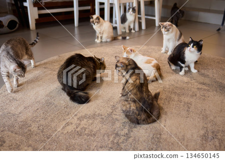 A Wonderful Gathering of Adorable Cats Happening in a Cozy Indoor Space Atmosphere A Wonderful Gathering of Adorable Cats Happening in a Cozy Indoor Space Atmosphere 134650145