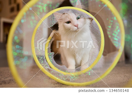 A Joyful Cat Exploring a Colorful Tunnel Filled with Fun Activities and Excitement A Joyful Cat Exploring a Colorful Tunnel Filled with Fun Activities and Excitement 134650148
