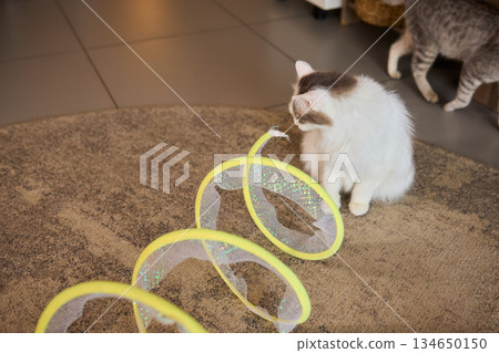 A Joyful Cat Exploring a Colorful Tunnel Filled with Fun Activities and Excitement 134650150