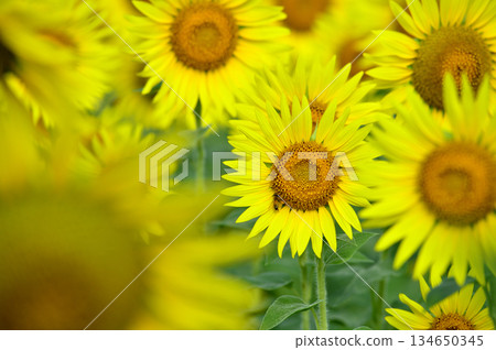 Speaking of summer sunflower Speaking of summer sunflower 134650345