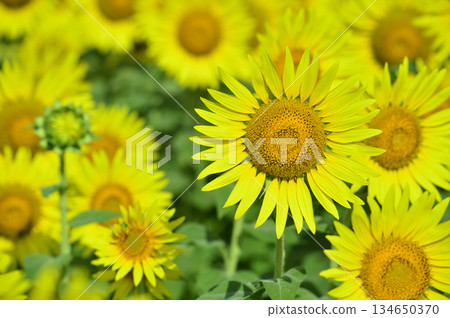 說到夏天的向日葵 說到夏天的向日葵 134650370
