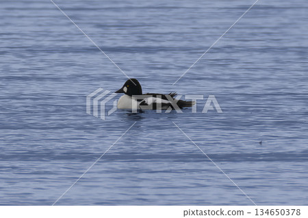 A common goldeneye flew onto the lake 134650378