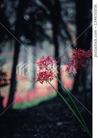 A cluster amaryllis that blooms in the trees 134650856