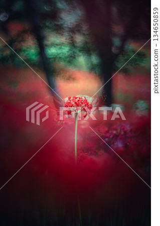 在樹上綻放的簇狀孤挺花 134650859