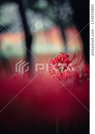 在樹上綻放的簇狀孤挺花 134650860