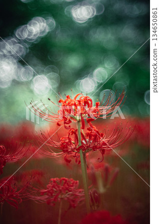 在樹上綻放的簇狀孤挺花 134650861