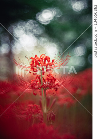 在樹上綻放的簇狀孤挺花 134650862