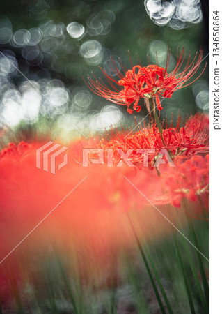 在樹上綻放的簇狀孤挺花 134650864