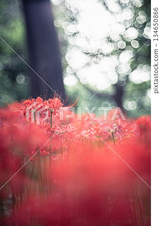 在樹上綻放的簇狀孤挺花 134650866