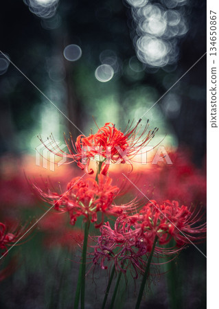 在樹上綻放的簇狀孤挺花 在樹上綻放的簇狀孤挺花 134650867