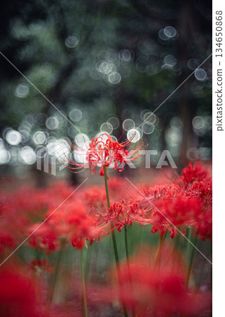 A cluster amaryllis that blooms in the trees 134650868