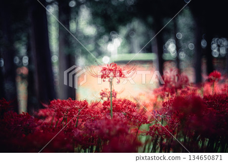 A cluster amaryllis that blooms in the trees 134650871